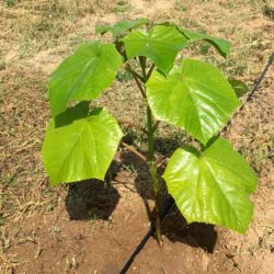 oxytree-sadzenie-warunki-glebowe