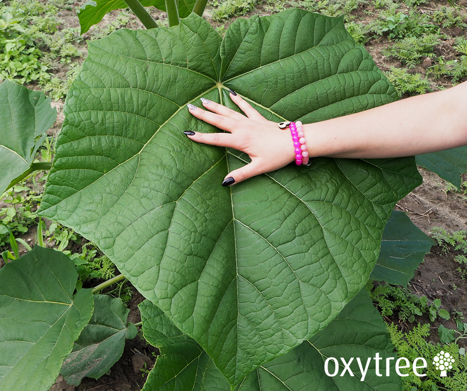 oxytree-lisc-drzewo-tlenowe