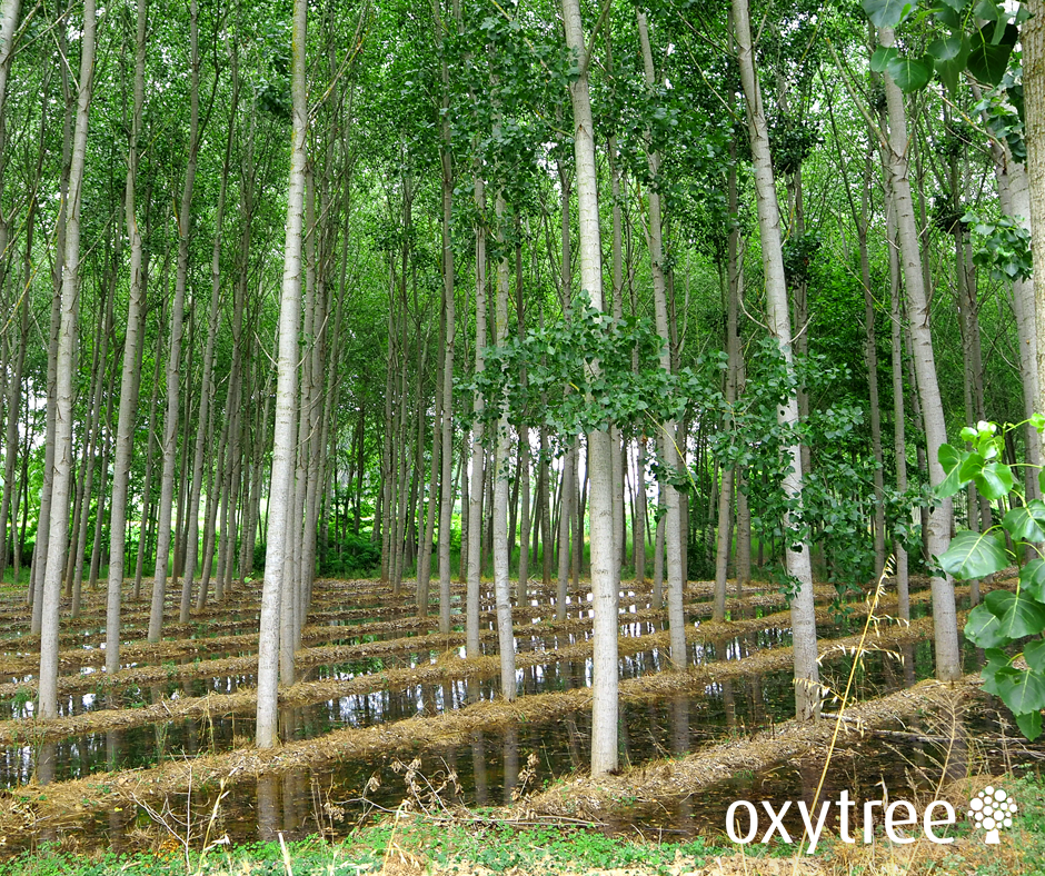 oxytree-nawadnianie-plantacja