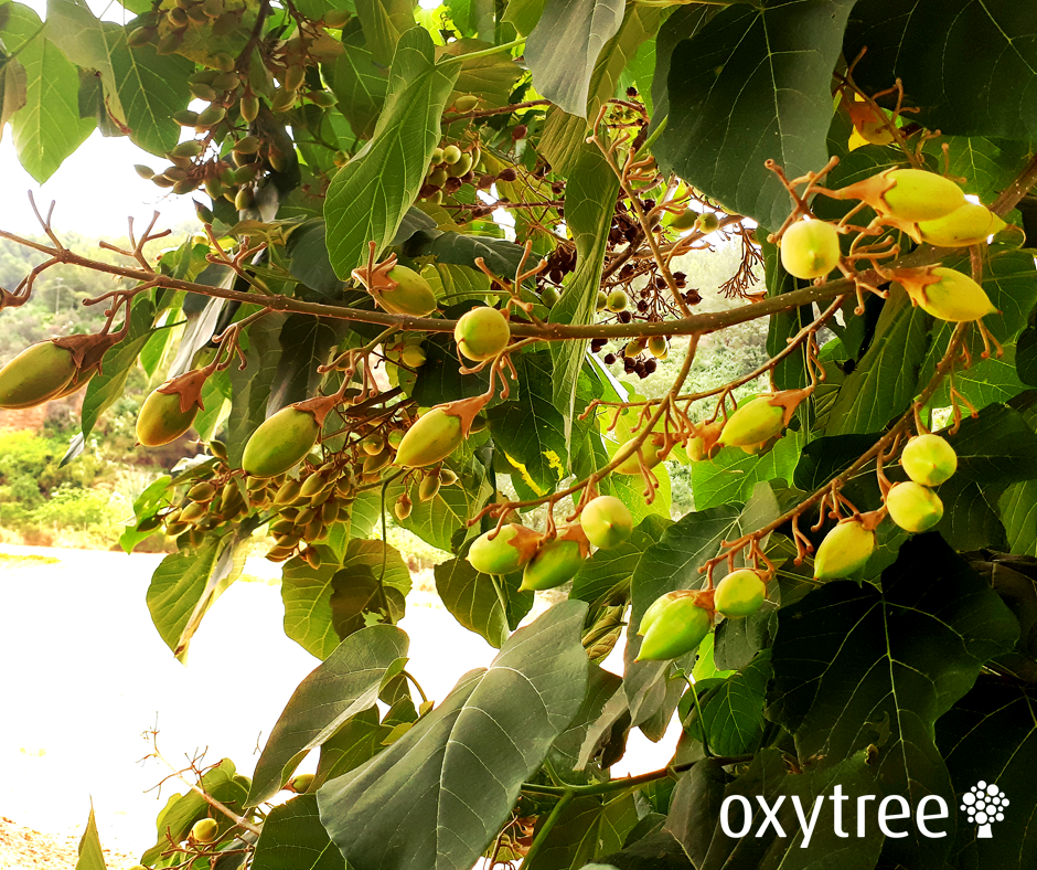 oxytree-owoce