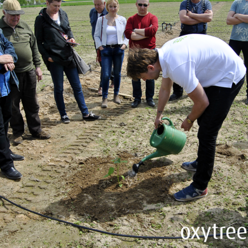 oxytree-sadzenie-drzewa-tlenowe-szybko-rosnace