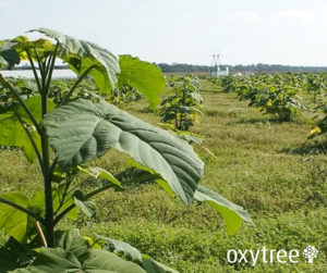oxytree-plantacja-stoszyce