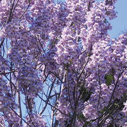 oxytree-kwiaty