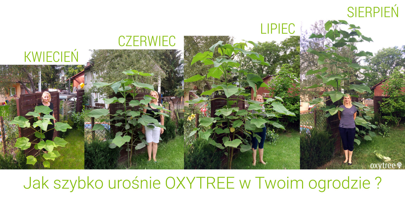 oxytree-ogrod-etapy-wzrostu