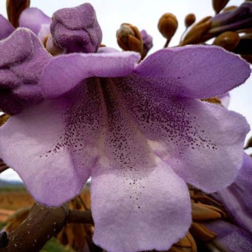 oxytree-kwiaty