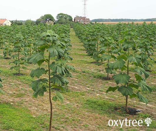 oxytree-plantacja-2018