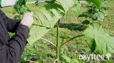 oxytree-lisc-plantacja-jesien