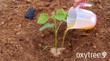 oxytree-nawozenie-sadzonka-plantacja